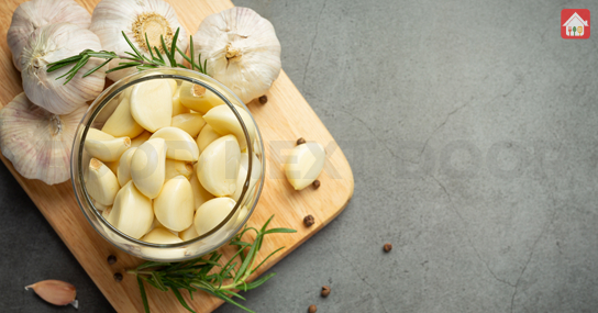 Garlic--situation-for-diabetics
